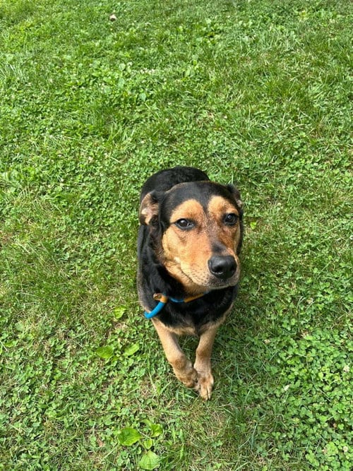 Photo of Tina (Athena), adoptable German Shepherd Dog in Front Royal, Virginia