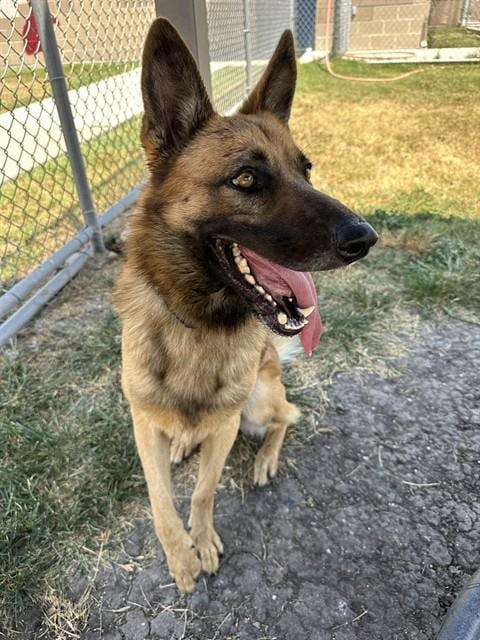 Photo of Ruger, adoptable Belgian Shepherd Malinois in Corpus Christi, Texas