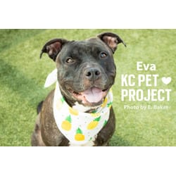 Photo of Eva, adoptable American Pit Bull Terrier in Kansas City, Missouri