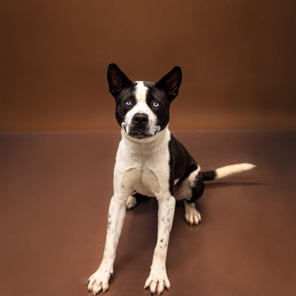 Photo of Cinco, adoptable Pit Bull cross in Lawrenceville, Georgia