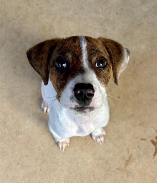 Photo of Ember, adoptable Unknown breed in Rancho Santa Fe, California