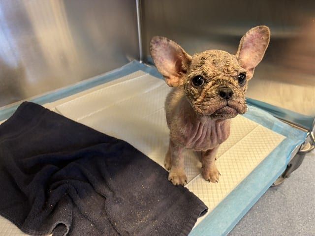 Photo of Senior French Bulldog, adoptable French Bulldog in San José, California