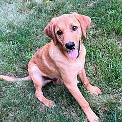 Photo of Tommy Lee, adoptable Redbone Coonhound in Lebanon, Connecticut