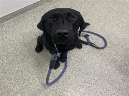 Photo of Gus, adoptable Labrador Retriever in Fort Collins, Colorado
