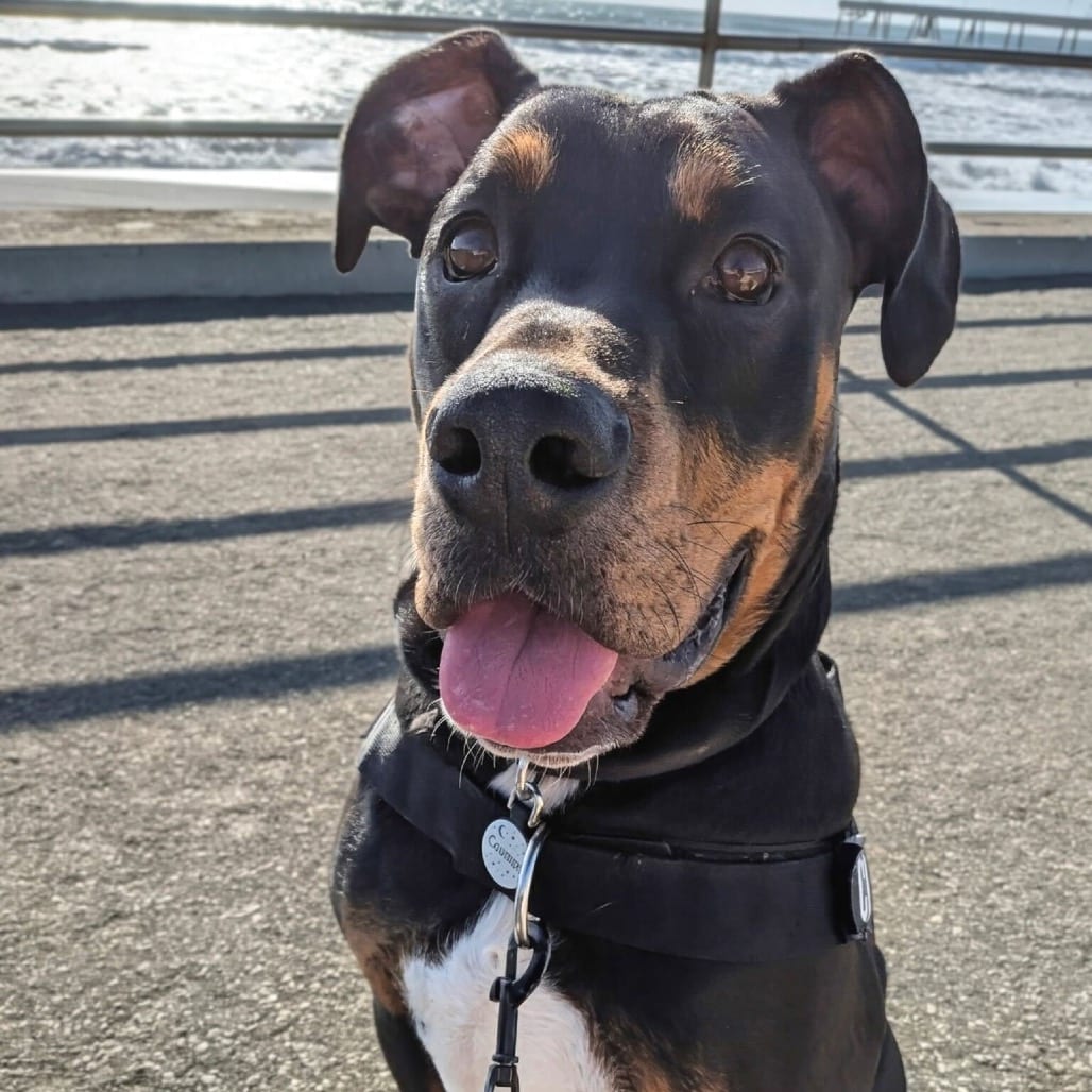Photo of Cosmos, adoptable Pinscher, Doberman / Bulldog, American in San Francisco, California