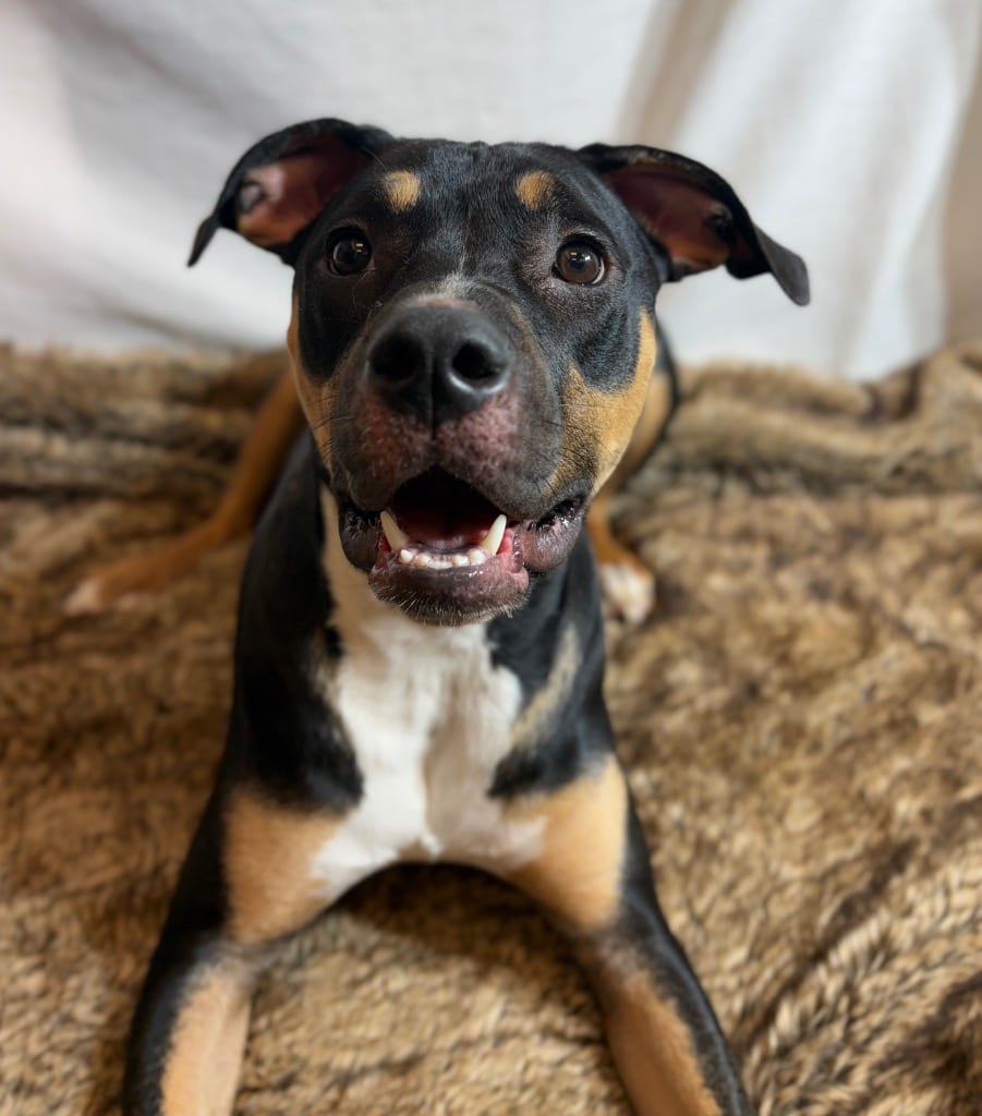 Photo of Treble, adoptable Terrier in Wintersville, Ohio