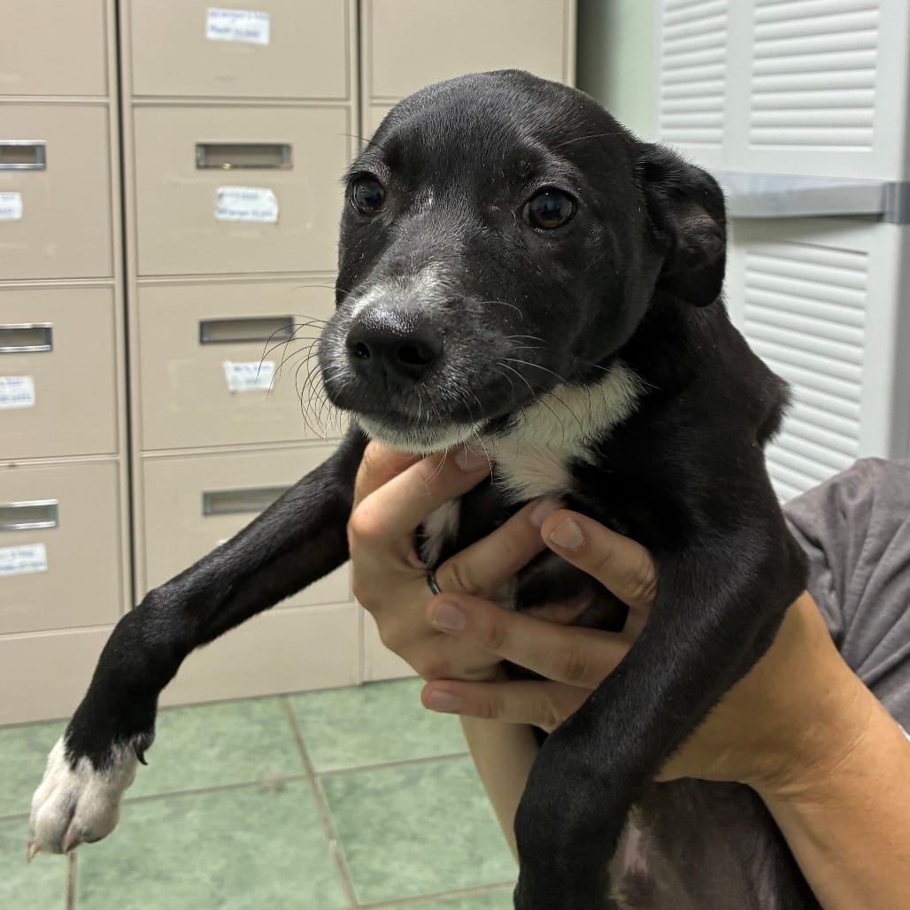 Photo of Spidey, adoptable Retriever, Labrador / Mixed Breed (Medium) in Staunton, Virginia