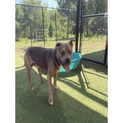 Photo of Simba, adoptable American Bulldog in Doral, Florida