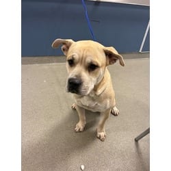 Photo of Casper, adoptable Terrier (Unknown Type, Medium) in Doral, Florida