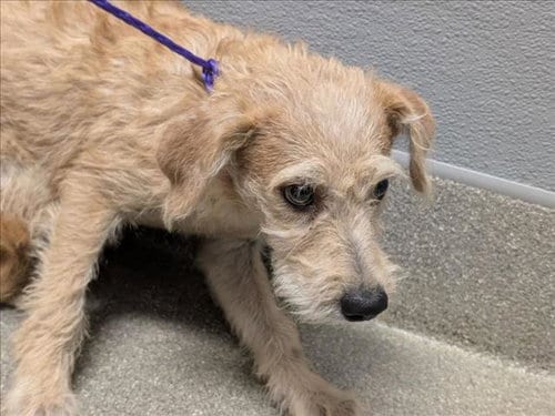 Photo of Charlie, adoptable Terrier in Las Vegas, Nevada