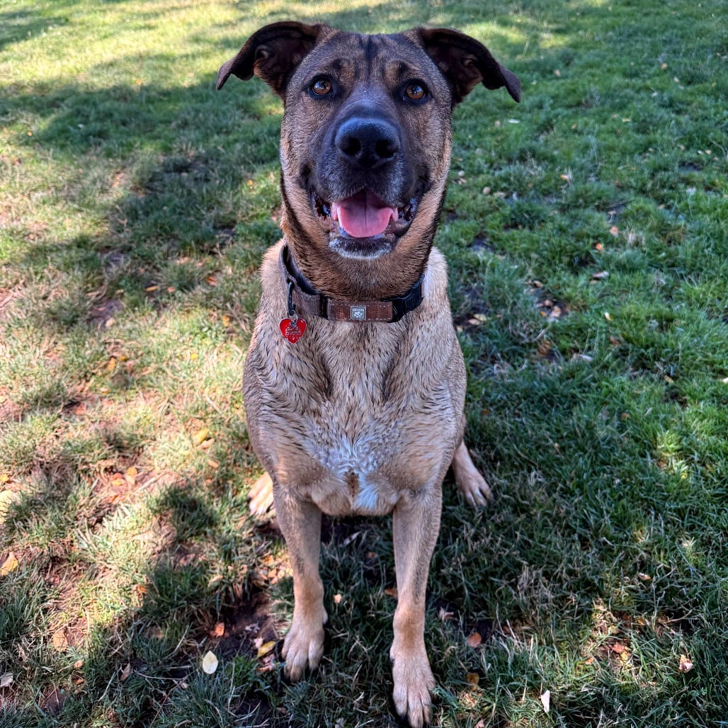 Photo of Sasha, adoptable Mixed Breed (Large) in Medford, Oregon