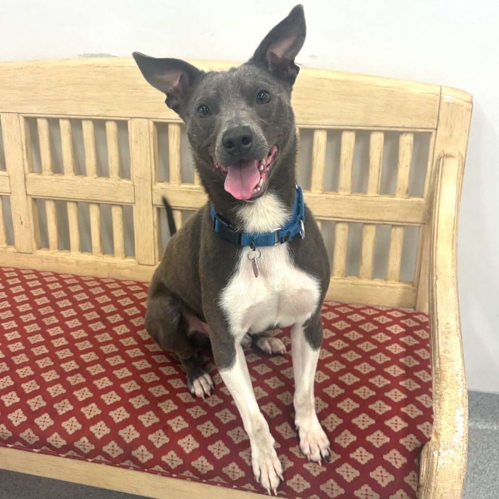 Photo of Duncan, adoptable Mixed Breed (Medium) in Wheeling, Illinois