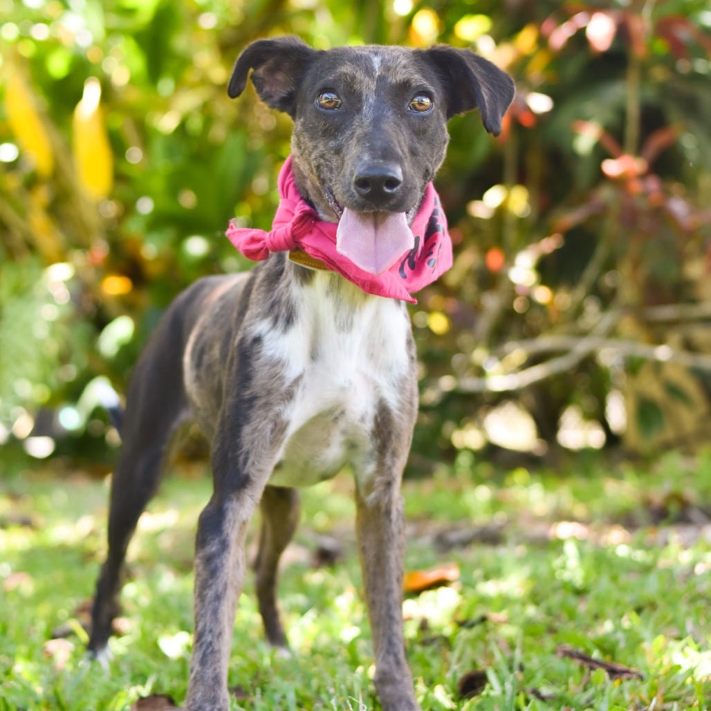 Photo of Noodle, adoptable Mixed Breed (Medium)