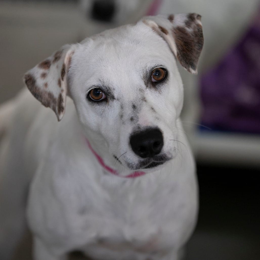 Photo of Mialee (AG26-106), adoptable Mixed Breed (Medium) in Colorado Springs, Colorado