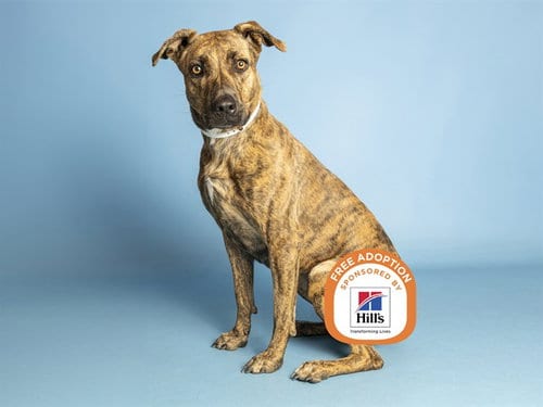 Photo of Cajeta, adoptable German Shorthaired Pointer in Phoenix, Arizona