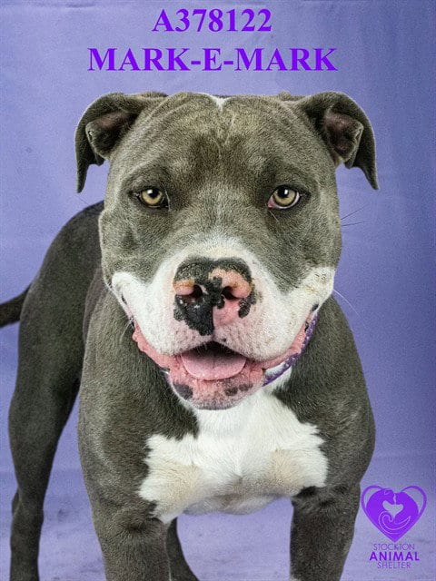 Photo of Mark-E Mark, adoptable Pit Bull Terrier in Stockton, California