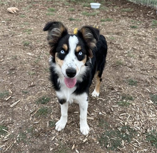 Photo of Lovelace, adoptable Australian Shepherd in Denver, Colorado