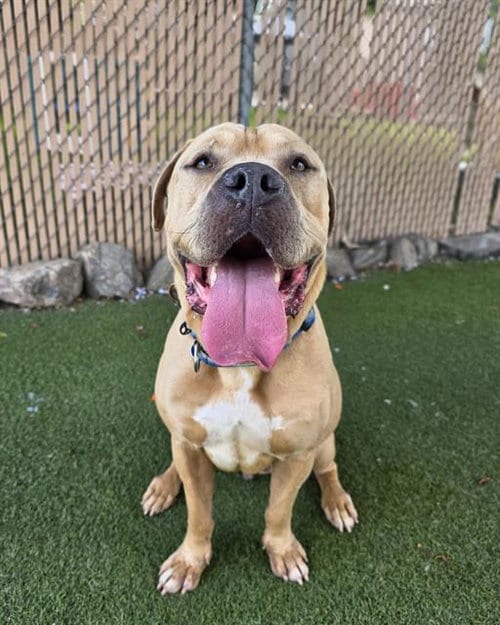 Photo of Grande, adoptable Mastiff in Chula Vista, California