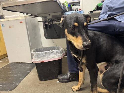 Photo of Rocko, adoptable Doberman Pinscher in Los Angeles, California