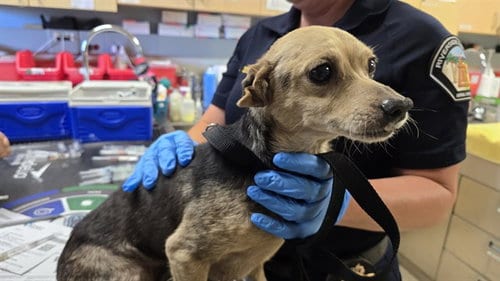 Photo of Lupe, adoptable Chihuahua in Riverside, California