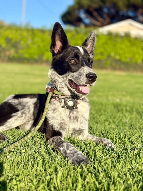 Photo of Dak, adoptable Australian Cattle Dog/Blue Heeler in Paso Robles, California