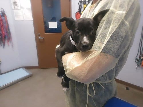 Photo of Susie, adoptable Labrador Retriever in Phoenix, Arizona