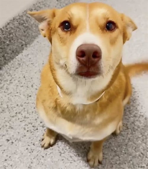 Photo of Jazzlyn, adoptable Siberian Husky in Houston, Texas