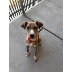 Photo of Barracuda, adoptable American Pit Bull Terrier in Baton Rouge, Louisiana