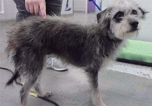 Photo of Hillary, adoptable Miniature Schnauzer in Houston, Texas