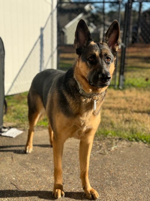 Photo of Greta (CL), adoptable German Shepherd Dog in Durham, North Carolina