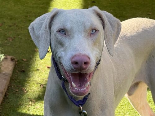 Photo of Marty, adoptable Doberman Pinscher in Martinez, California