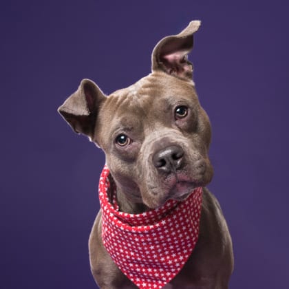 Photo of Bobby, adoptable dog in Atlanta, Georgia