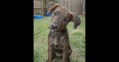 Photo of Andy, adoptable Labrador Retriever in Grovertown, Indiana