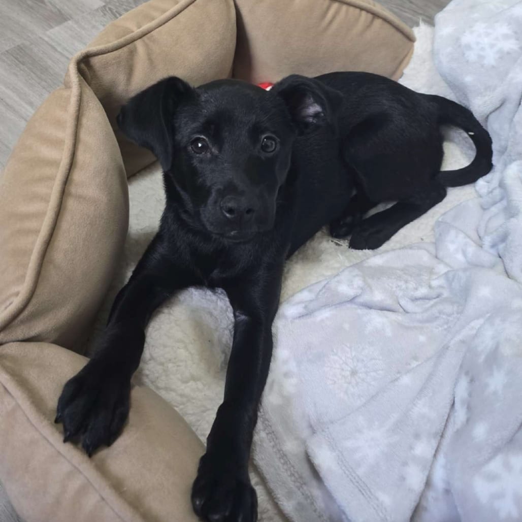 Photo of Carrie Mae D71107, adoptable Terrier / Mixed Breed (Small) in Minnesota, Minnesota