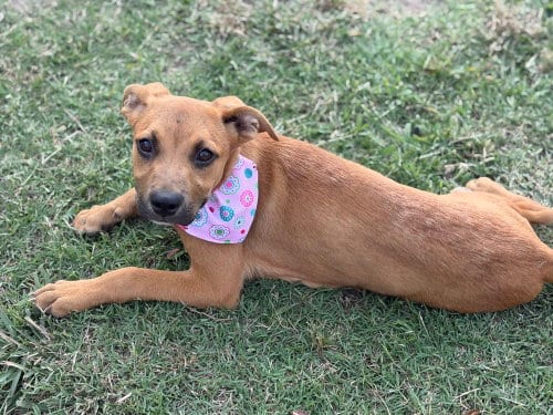 Photo of Mocha, adoptable Shepherd in Carrollton, Virginia