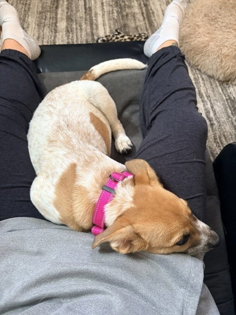 Photo of Minnetonka, adoptable Australian Cattle Dog/Blue Heeler in Brooklyn Center, Minnesota