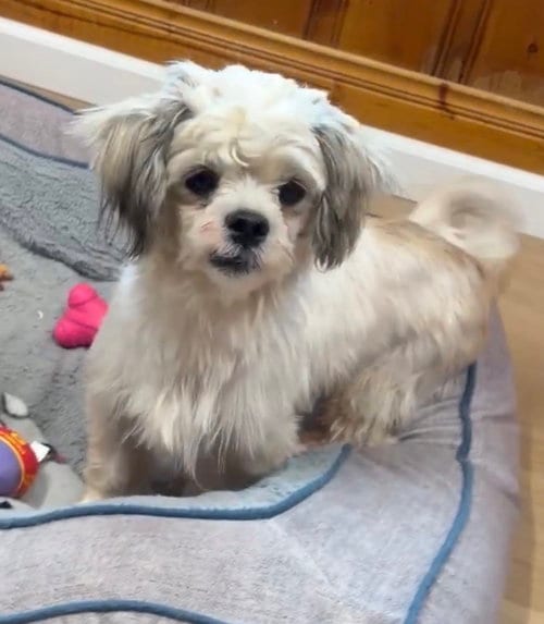 Photo of Toto, adoptable Shih Tzu in Raleigh, North Carolina
