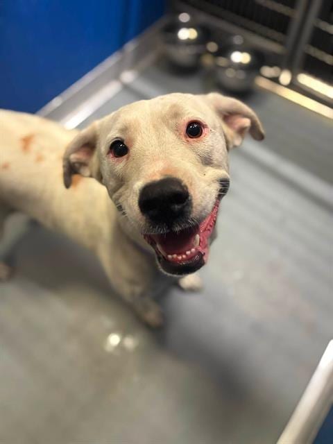 Photo of Bunny, adoptable Pit Bull Terrier in Visalia, California