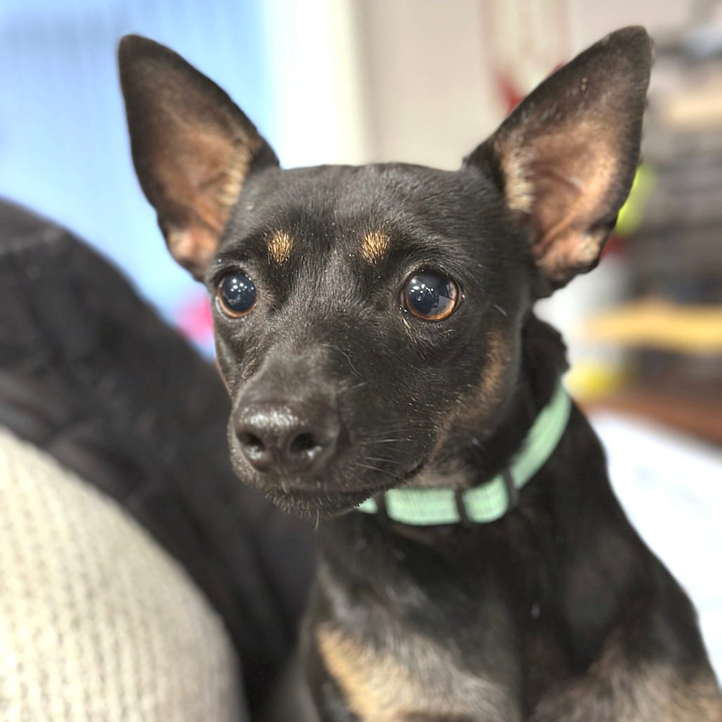 Photo of Mojito, adoptable Mixed Breed (Small) in San Francisco, California