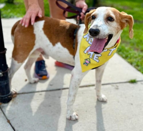Photo of Duncan Hines, adoptable Hound in Tampa, Florida
