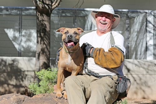 Photo of Bubba, adoptable American Pit Bull Terrier in Albuquerque, New Mexico