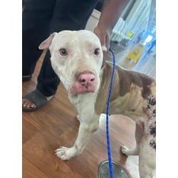 Photo of Creative Director, adoptable American Pit Bull Terrier in Baton Rouge, Louisiana