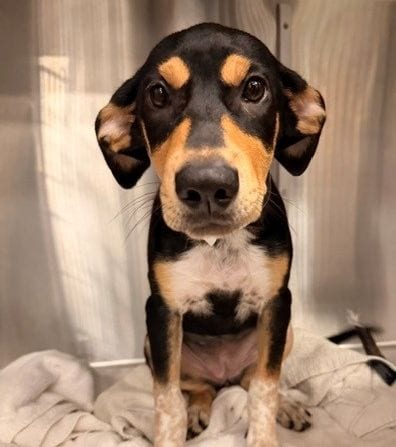 Photo of Abby, adoptable Unknown breed in Rancho Santa Fe, California