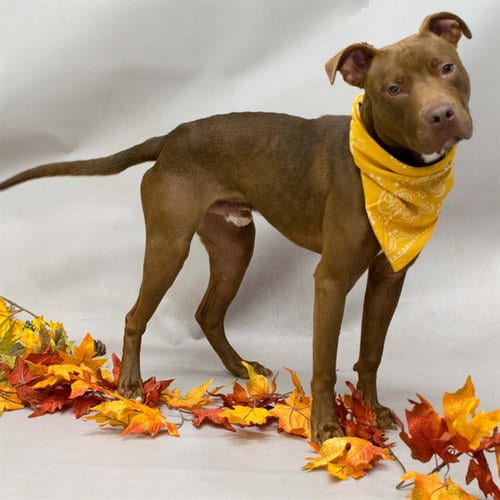 Photo of Brock, adoptable Terrier in Sanford, Florida