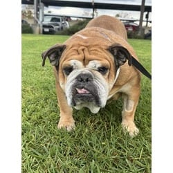 Photo of Violet, adoptable English Bulldog in Jurupa Valley, California