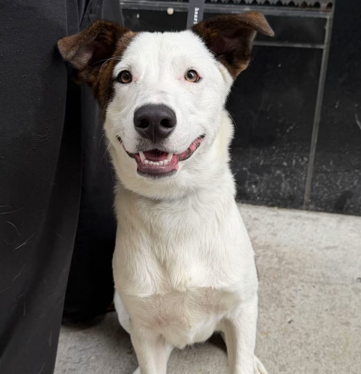Photo of Taurus, adoptable Great Pyrenees/Labrador Retriever in New York, New York