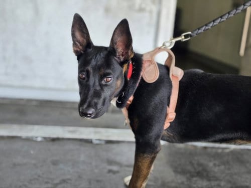 Photo of Lady, adoptable German Shepherd Dog in Los Angeles, California