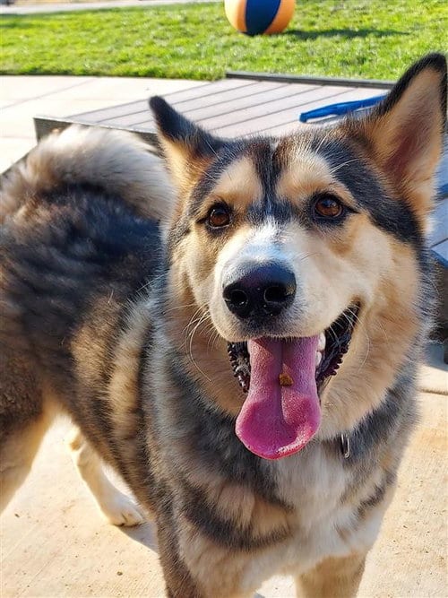 Photo of Cinnabum, adoptable Husky in Elk Grove, California