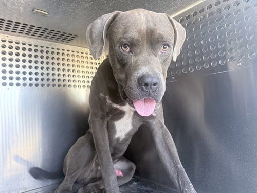 Photo of Canes, adoptable American Pit Bull Terrier in Phoenix, Arizona
