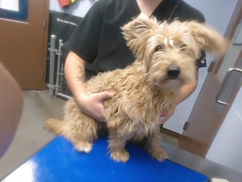 Photo of Timmy, adoptable Poodle (Miniature) in Phoenix, Arizona